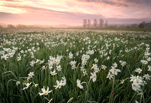 Narcissus field in Transcarpathia, Ukraine, near the town of Khust in the Kireshi tract. Beautiful delicate fragrant flowers at dawn in the fog are very popular with tourists.
