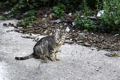Gato callejero abandonado photo