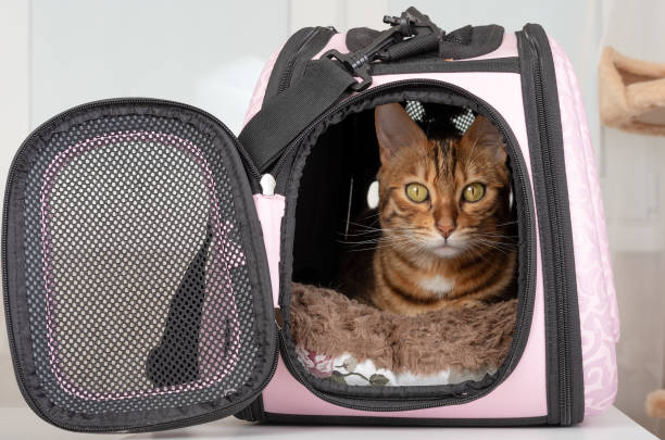 chat bengal reposant dans un sac de transport doux - panier de voyage photos et images de collection