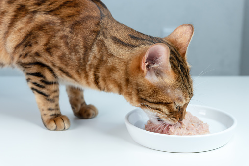 Bengal cat eats canned cat food with tuna from a white ceramic plate. Side view