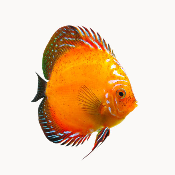 Symphysodon Discus orange and red striped aquarium fish. Discus Isolate. Symphysodon Discus orange and red striped aquarium fish. Discus Isolate discus fish stock pictures, royalty-free photos & images