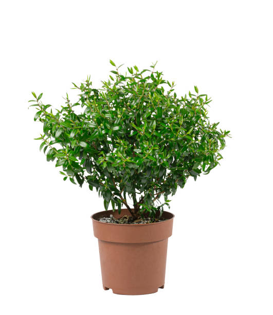 istock Beautiful artificial plants myrtle in flower pots isolated on white. Myrtle tree, myrtus. 1323567463