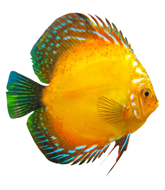 Large orange Symphysodon Discus with green and blue fins. Discus Isolate. Large orange Symphysodon Discus with green and blue fins. Discus Isolate discus fish symphysodon stock pictures, royalty-free photos & images