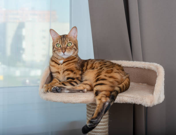 istock Cute bengal cat resting on the observation deck on top of a scratching post indoors 1323568018