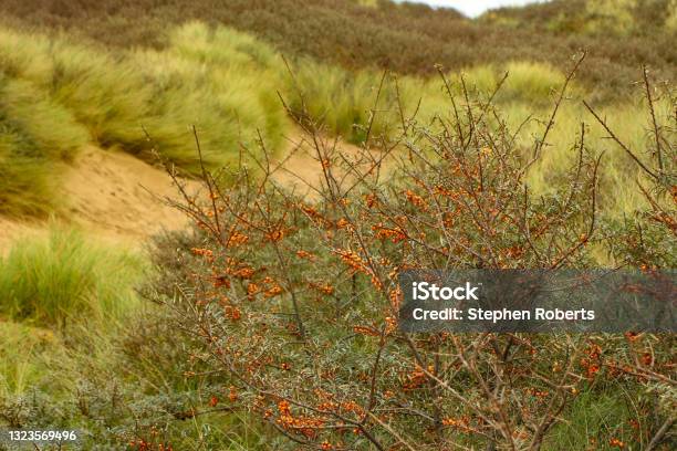 Strolling Through The Devon Forests Stock Photo - Download Image Now - Above, Atlantic Ocean, Bay of Water