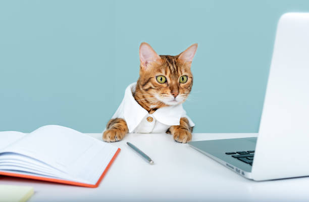 istock Cat - manager in a white shirt sitting in the office while working 1323569560