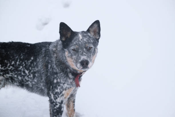 istock Blue heeler dog in snow 1323569711