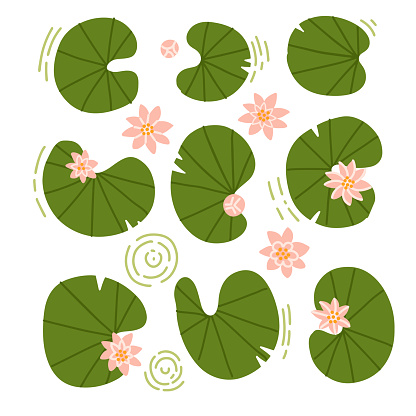 Japanese or Chinese flowers and lilypads set. Collection of rose water lotus and leaves top view. Up view composition. Vector flat hand drawn illustration