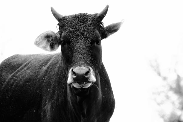 istock black and white image of cow in rain with wet fur 1323570607