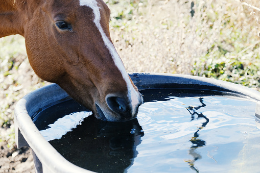 Livestock animal hydration concept.