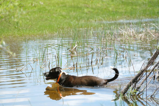 istock a dog swimming in pond 1323570912