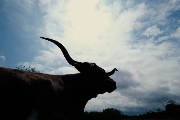 istock the Texas longhorn cow silhouette with sky background. 1323571529