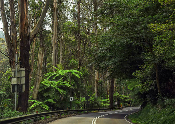 istock Mountain road through dense forest in Australia. 1323571611