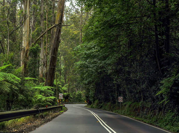 istock Mountain road through dense forest in Australia. 1323571653
