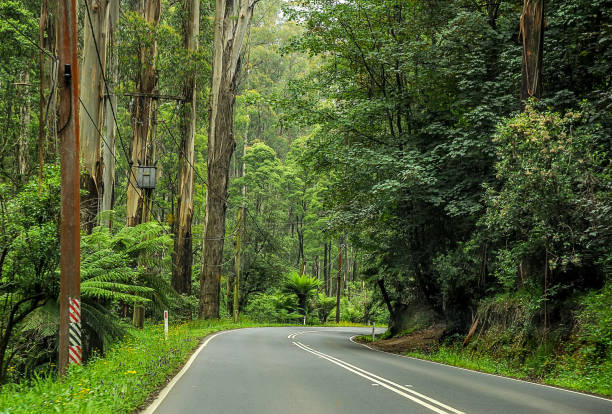 istock Mountain road through dense forest in Australia. 1323571670