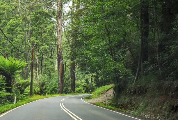 istock Mountain road through dense forest in Australia. 1323571673