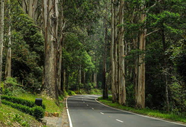 istock Mountain road through dense forest in Australia. 1323571680