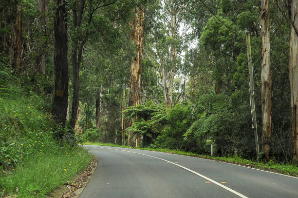 istock Mountain road through dense forest in Australia. 1323571689