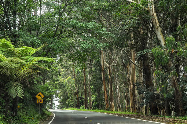 istock Mountain road through dense forest in Australia. 1323571699