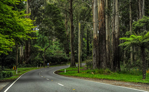 istock Mountain road through dense forest in Australia. 1323571709