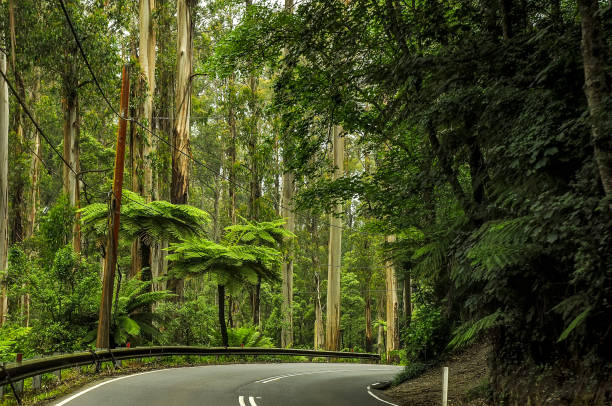 istock Mountain road through dense forest in Australia. 1323571716