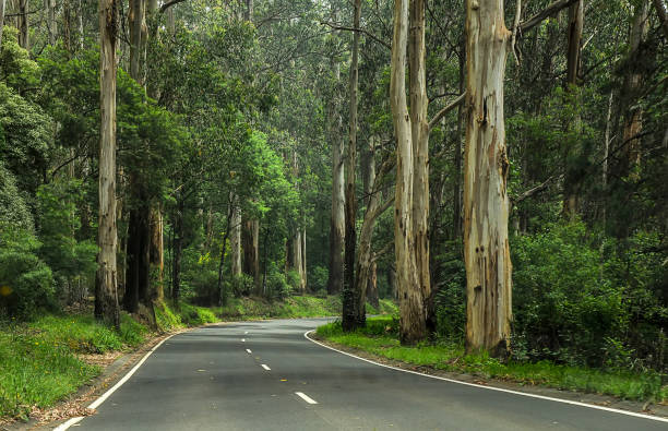istock Mountain road through dense forest in Australia. 1323571726