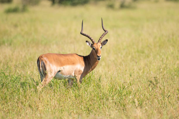 istock Male impala antelope in grass 1323572667
