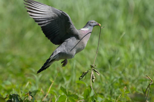 istock Wood pigeon (Columba palumbus) 1323572751