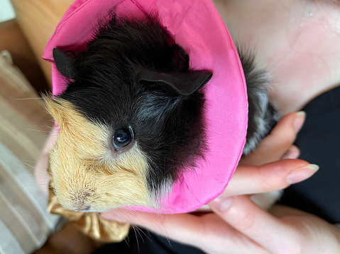 Stock photo showing a female sow, ginger, black and white short-hair abyssinian guinea pig (tortoiseshell colours and pattern) being held by an unrecognisable person.   This variety of guinea pig / cavy (abyssinian) has short hair with multiple rosettes and is ideal as a pet, since its hair stays neat, without tangling, and requires minimal brushing.