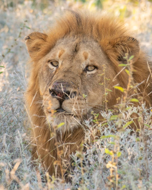 istock Lion in grass looking to the camera 1323572918