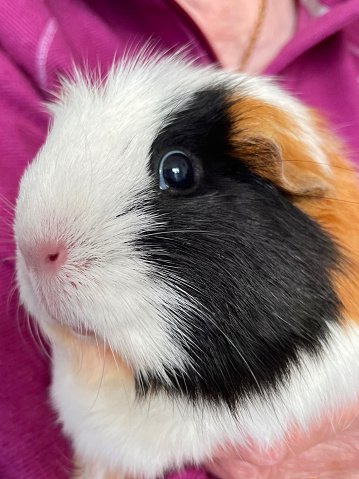 Stock photo showing a female sow, ginger, black and white short-hair abyssinian guinea pig (tortoiseshell colours and pattern) being held by an unrecognisable person.   This variety of guinea pig / cavy (abyssinian) has short hair with multiple rosettes and is ideal as a pet, since its hair stays neat, without tangling, and requires minimal brushing.