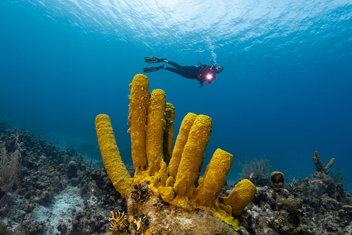 View of the Caribbean coral reef with the yellow tube sponge and female diver in Grand Cayman island - Cayman Islands