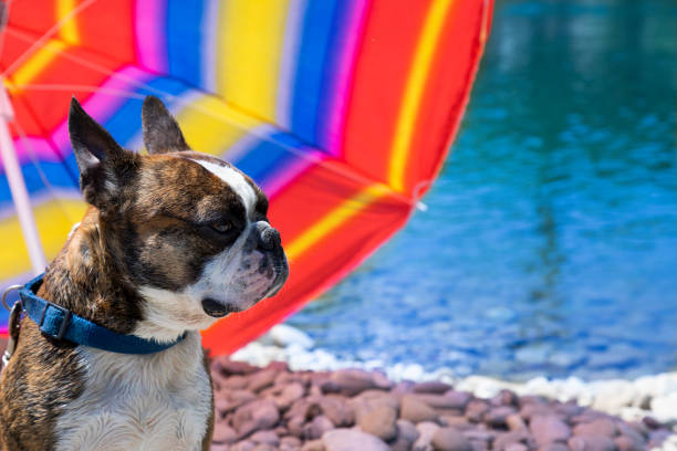istock french bulldog on vacation with  umbrella 1323574255