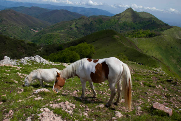istock two white ponies eat grass in the mountains s 1323574831