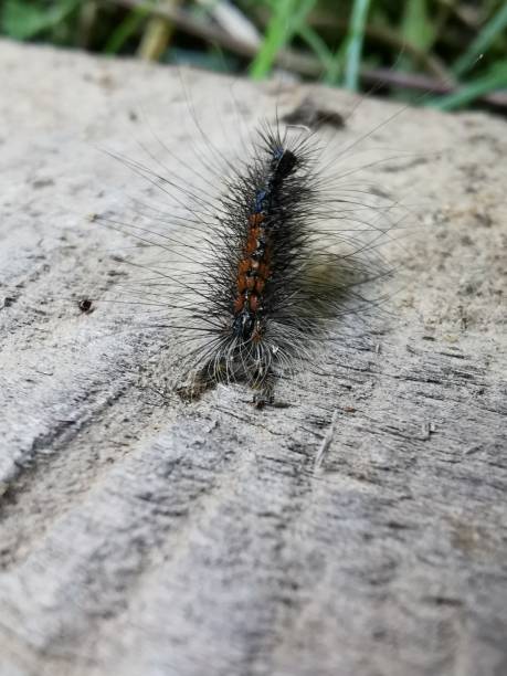 istock Hairy caterpillar with long spines 1323574989