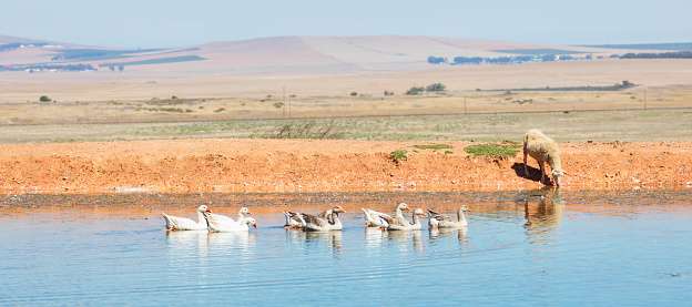 Panoramic view of a sheep grazing next to a pond with a group of fowl swimming. Photographed in the South african cattle steppes in the Western Cape region.