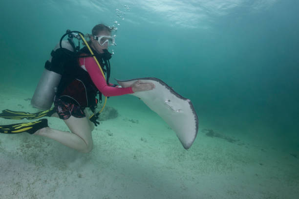 istock Stingray City - Grand Cayman 1323577328