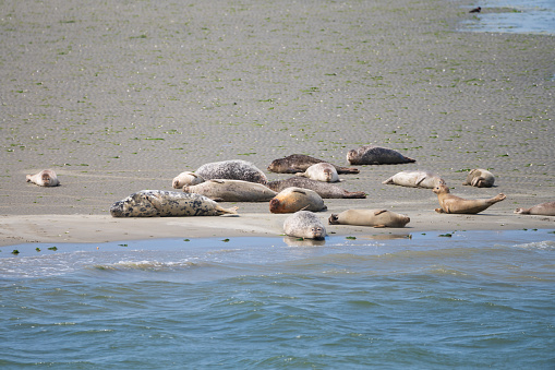 Animal collection, group of big sea seals resting on sandy beach during low tide in Oosterschelde, Zeeland, Netherlands in june