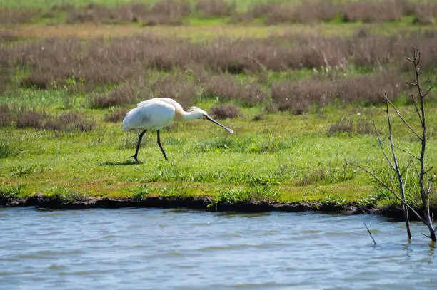 Birds collection, white common spoonbill walking on nature reserve lagoon in Zeeland, Netherlands