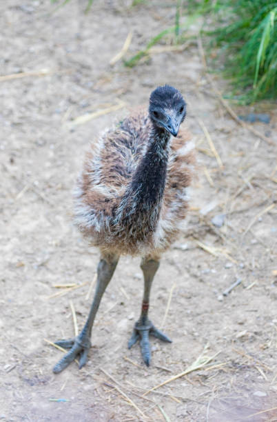 istock Dromaius novaehollandiae portrait 1323579651