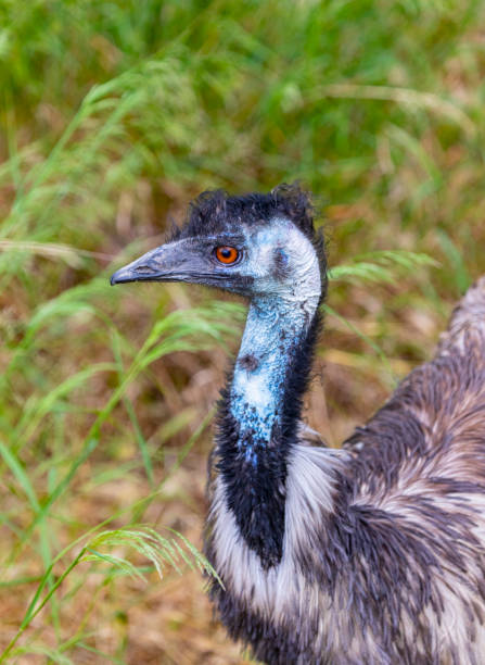 istock Dromaius novaehollandiae portrait 1323579652