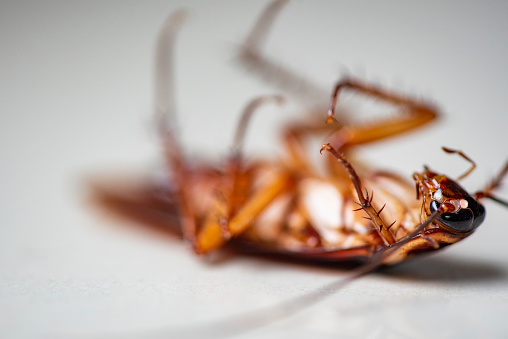 Cucaracha sobre fondo blanco, cucarachas de insectos muertas en el suelo en casa deshacerse del concepto de insecto de cucaracha photo
