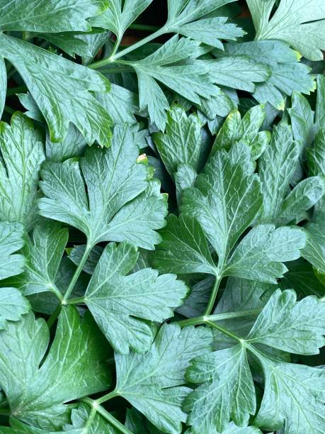 플랫 파슬리 1 - flat leaf parsley 뉴스 사진 이미지