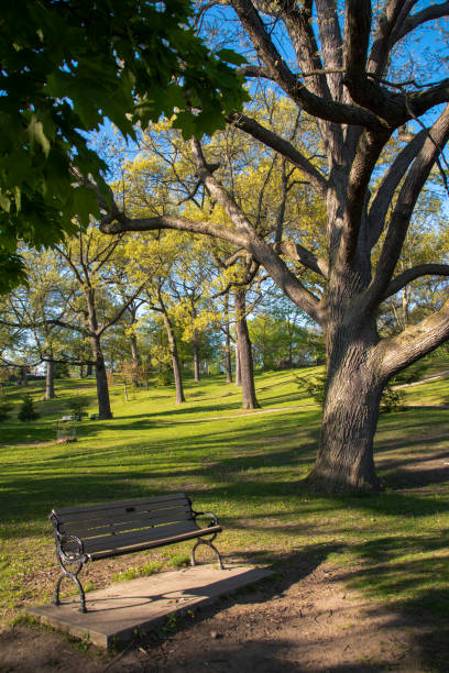 istock Empty Bench in High Park in Early Sunset 1323581853