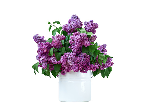 Big bouquet of Lilac flowers in white pot isolated on white background
