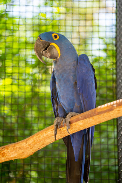 istock Blue bird in a cage parrot species 1323584205