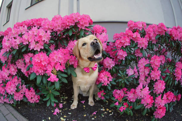 Springtime dog shoot with mobile phone