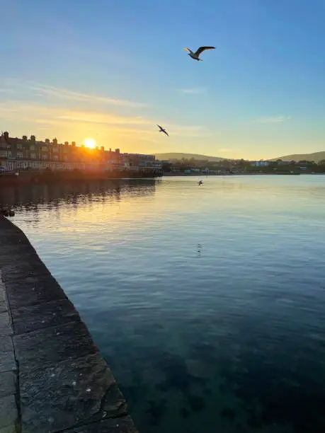 Photo of Image of European herring gulls (Larus argentatus) flying across clear harbour sea, sunsetting over hotels and guest houses, Swanage, Dorset, England, UK