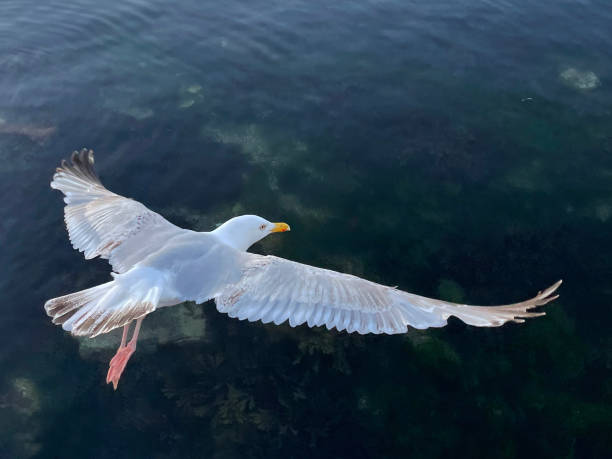 крупным планом изображение европейской чайки сельди (larus argentatus), летящих через чистое море гавани, водоросли и скалы, swanage, дорсет, англия, ве� - herring gull стоковые фото и изображения