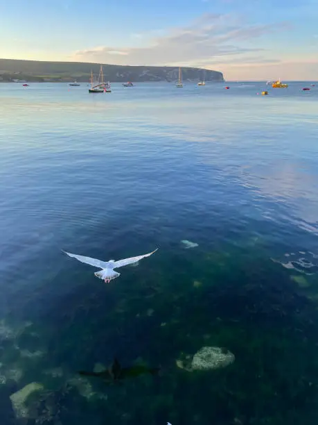 Photo of Close-up image of European herring gull (Larus argentatus) flying across clear harbour sea, seaweed and rocks, Swanage, Dorset, England, UK